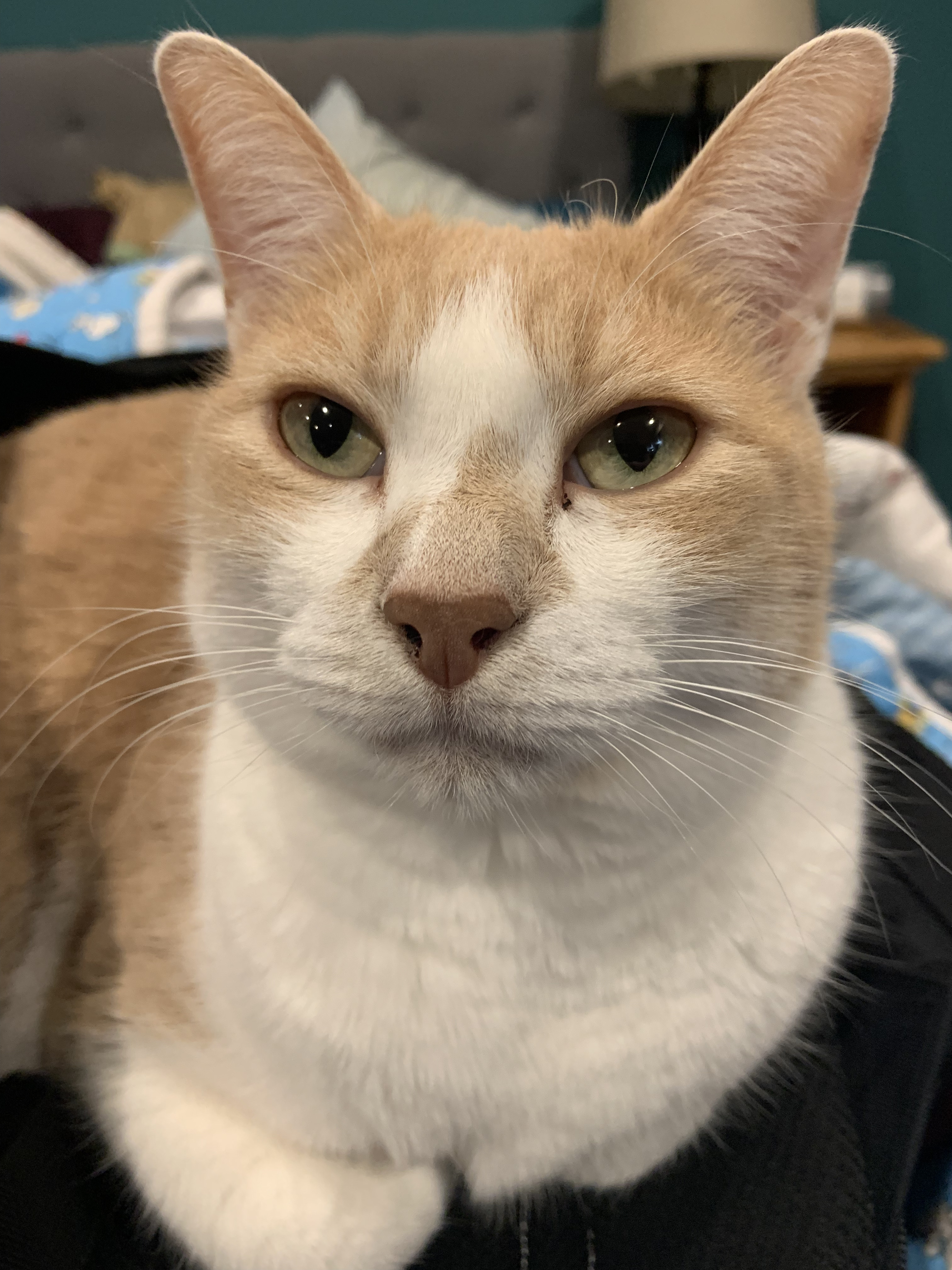 Ginger and white cat named George in a loaf pose on a dark surface.