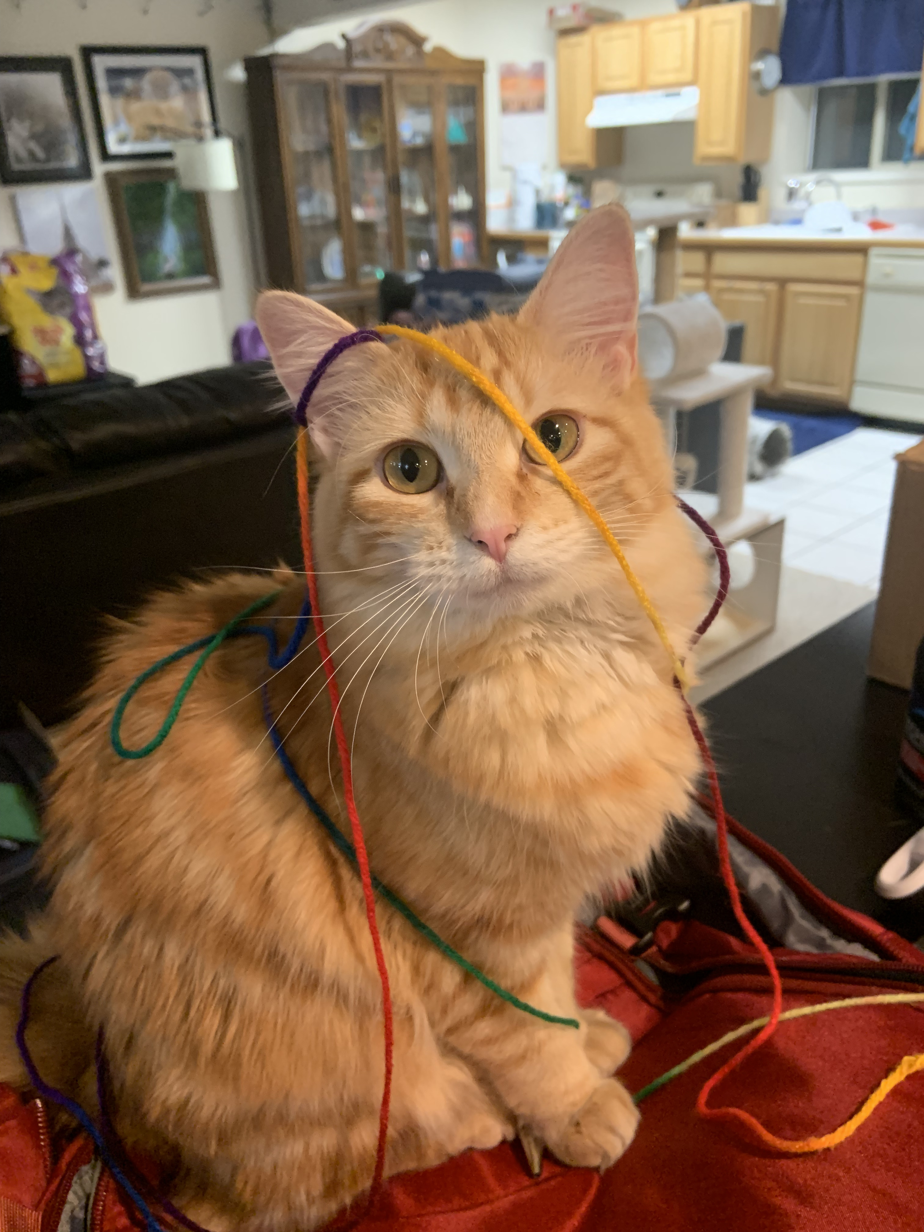 Long-haired orange tabby cat named Lily with colorful yarn draped across her, sitting on a red bag.