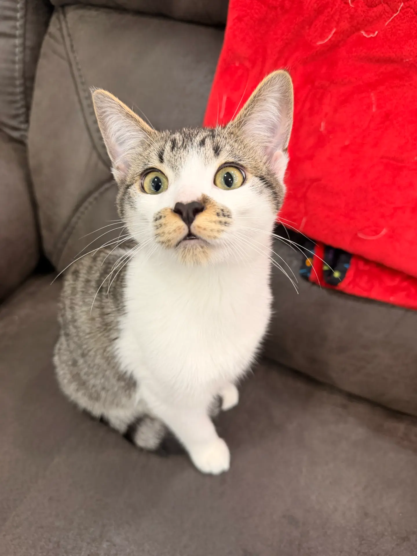 Grey tabby and white cat named Mario sitting on a couch, looking up at the camera.